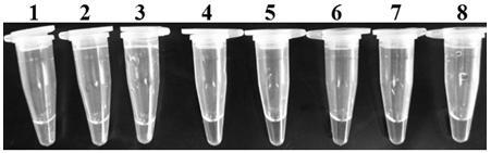 Detection primers, detection kits and application of tomato cinerea Lamp