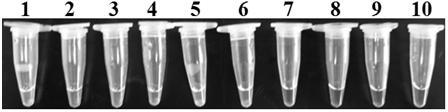 Detection primers, detection kits and application of tomato cinerea Lamp