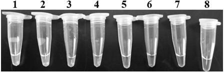 Detection primers, detection kits and application of tomato cinerea Lamp