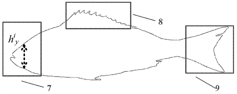 Device and method for locating fish trajectories over dams based on video signals