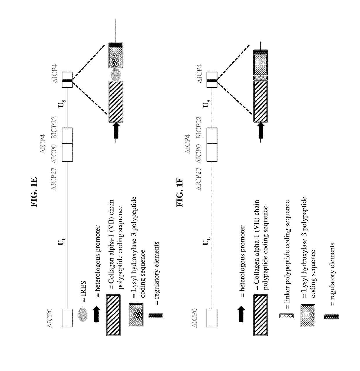 Compositions and methods for the treatment of wounds, disorders, and diseases of the skin