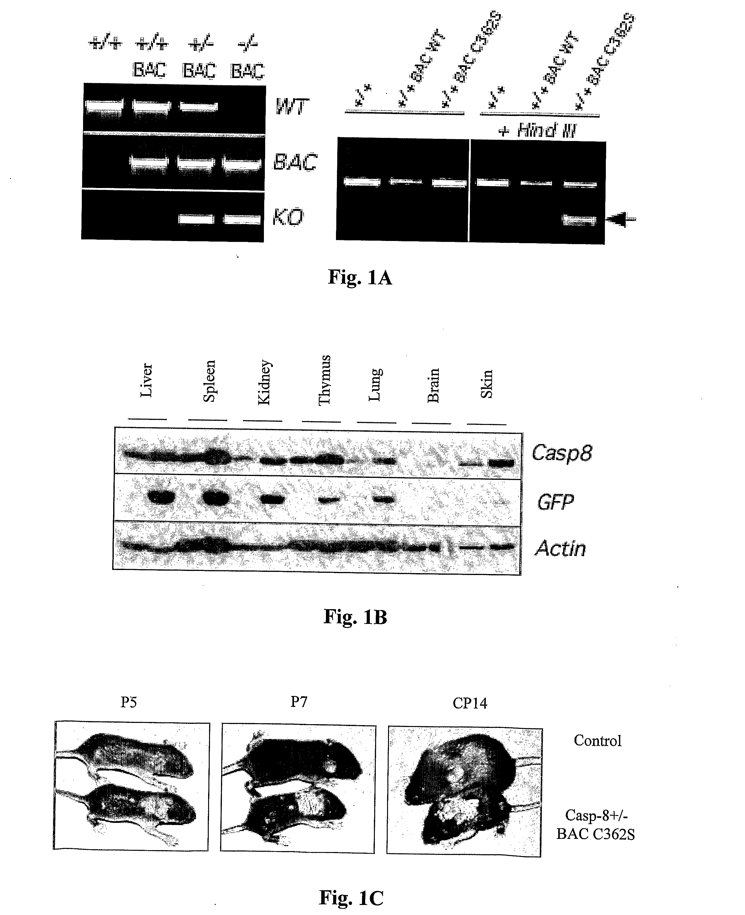 Pharmaceutical Compositions and Diagnostic Methods for Inflammatory Skin Diseases, Disorders or Conditions