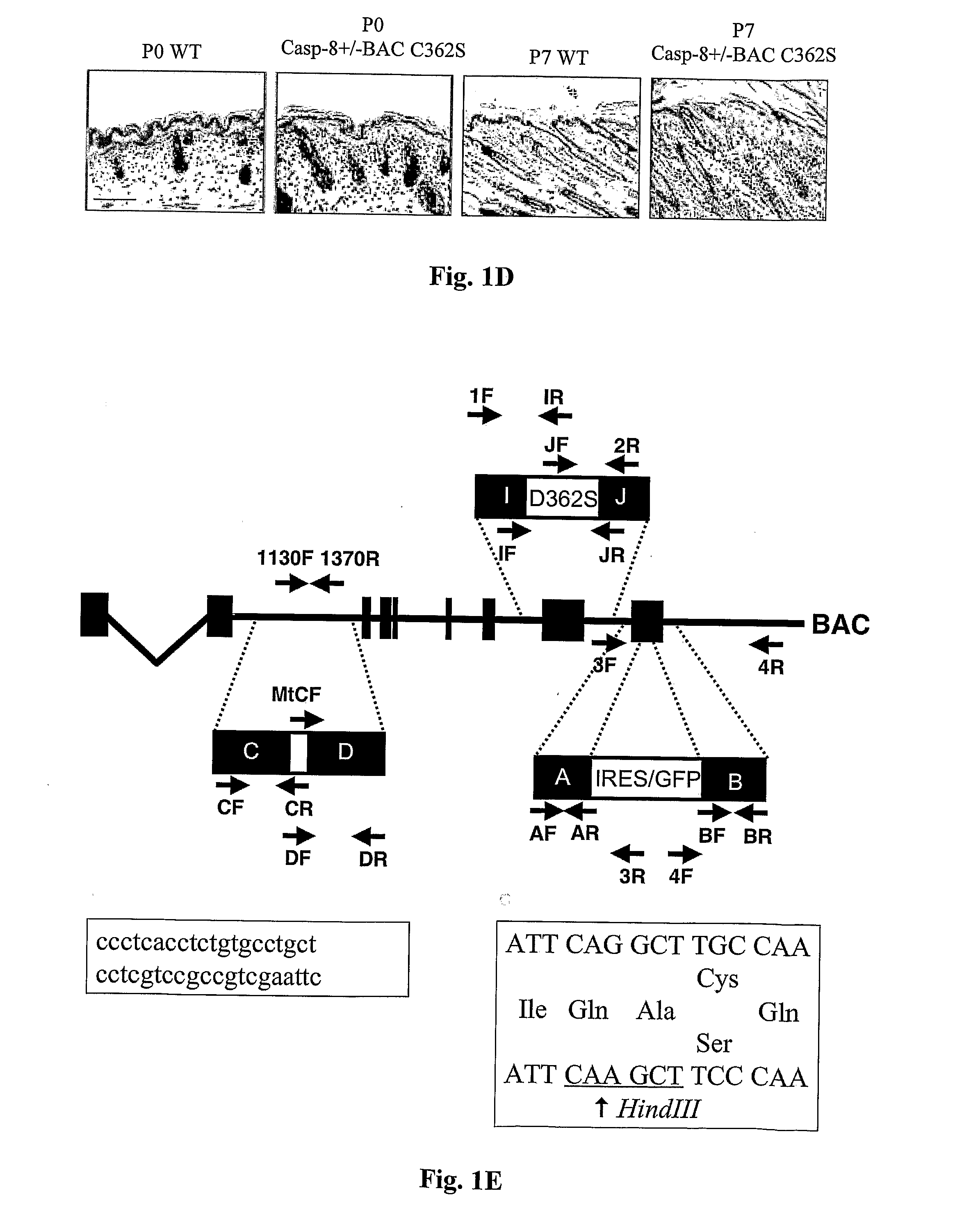 Pharmaceutical Compositions and Diagnostic Methods for Inflammatory Skin Diseases, Disorders or Conditions