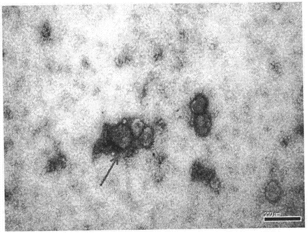 Bovine parainfluenza virus PBIV3-B strain and application thereof