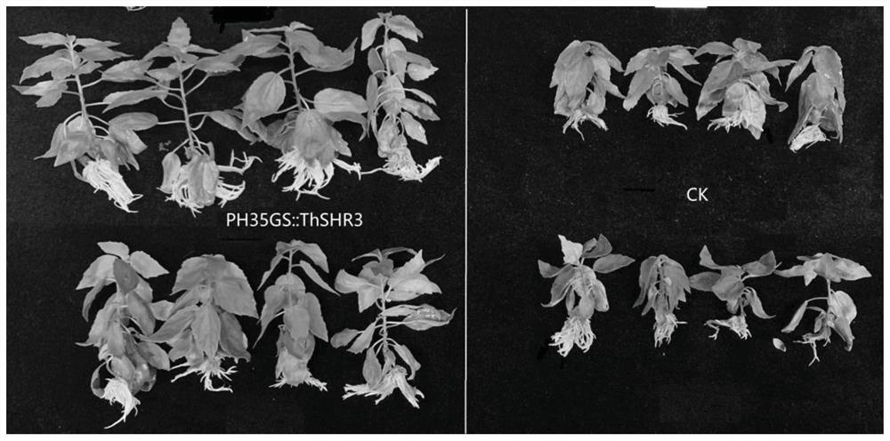 Taxodium hybrid 'zhongshanshan' ThSHR3 gene for promoting plant growth and application of taxodium hybrid 'zhongshanshan' ThSHR3 gene