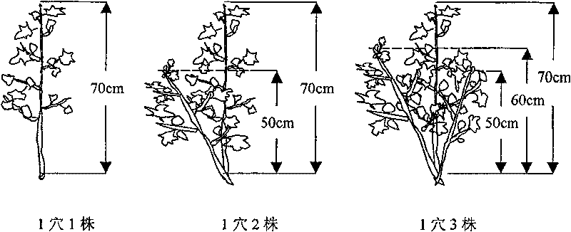 Aggregated cultivating method for cotton in drought region