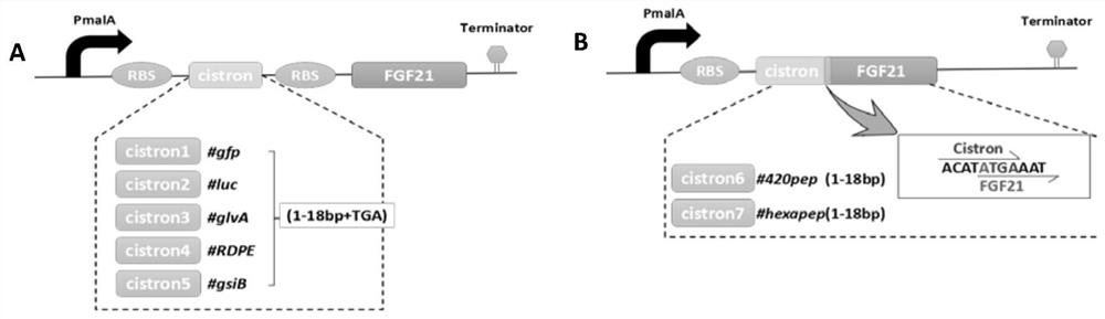 An expression cassette for efficiently secreting and expressing human fgf21 protein and its application