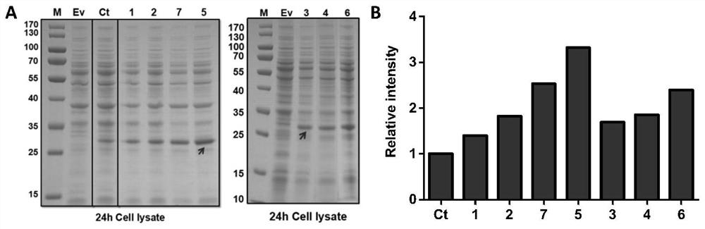 An expression cassette for efficiently secreting and expressing human fgf21 protein and its application