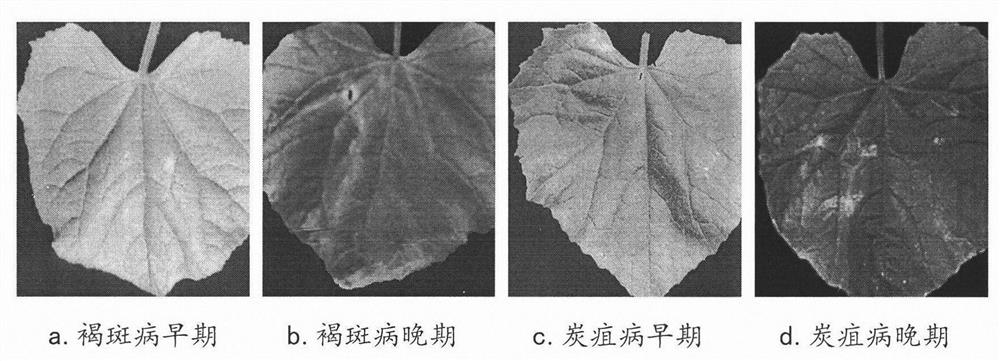 Method and device for judging different disease stresses of cucumbers based on chlorophyll fluorescence imaging technology