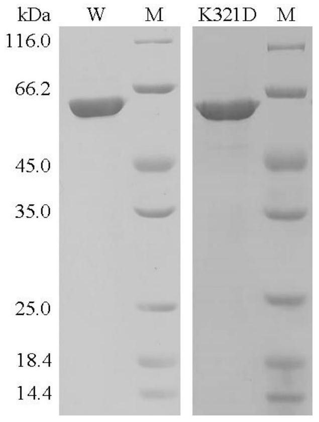 Salt-tolerant xylosidase mutant k321d and its preparation method and use