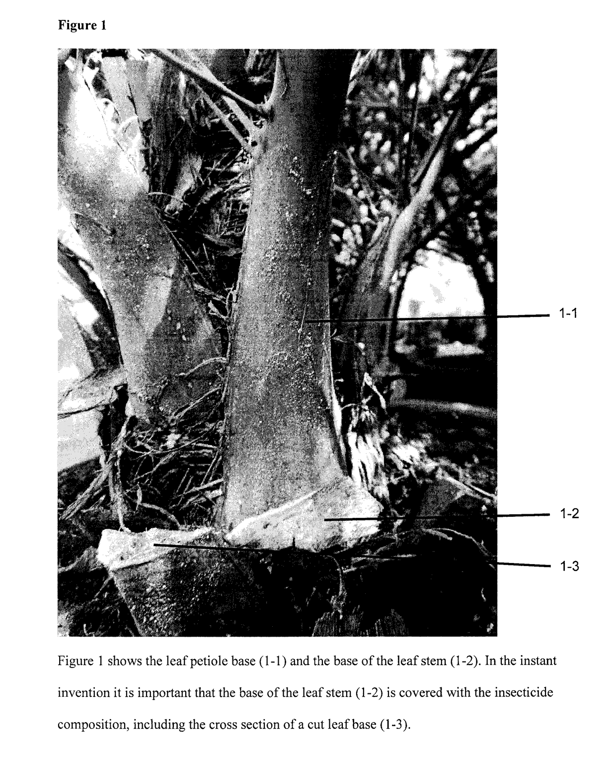 Insecticide-containing coating composition and method for protecting palm trees from pests