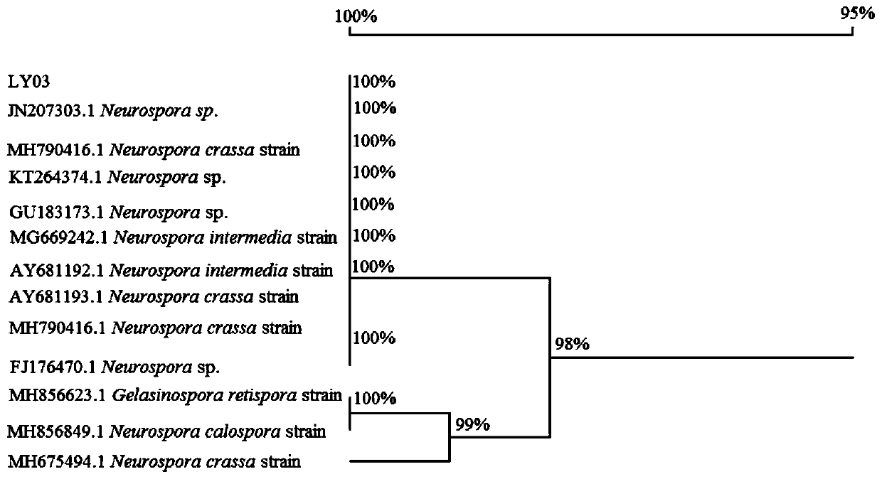 Neurospora crassa strain and application thereof