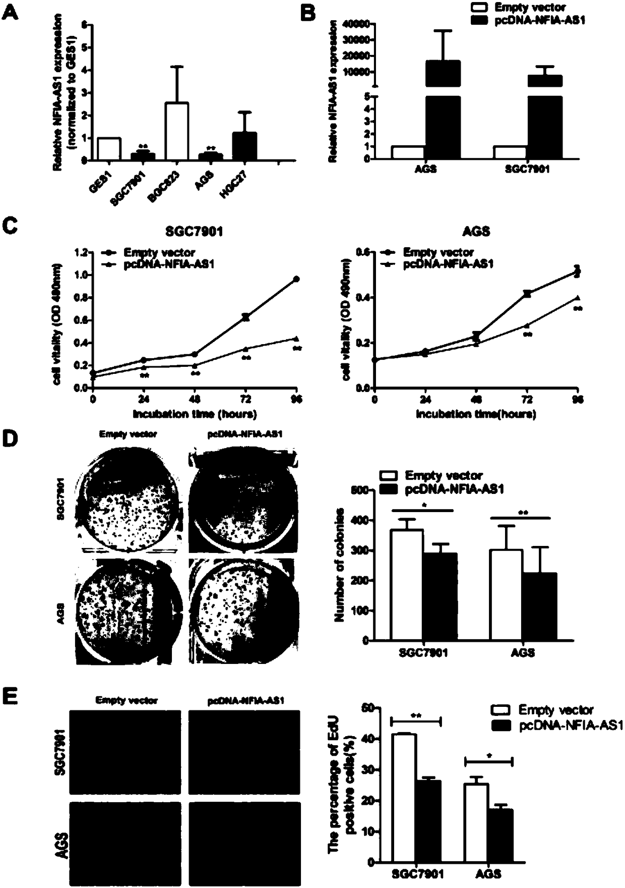 Applications of long chain non-coding RNA and composition thereof in diagnosis/treatment of stomach cancer