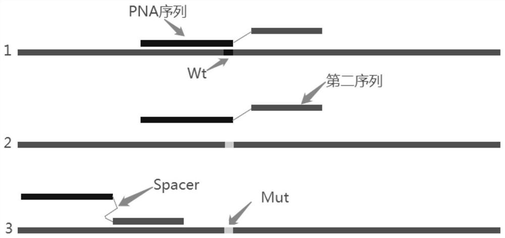 Primers for detecting mutation of human B-raf gene V600E, primer probe composition and kit