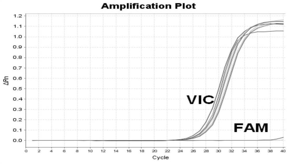 Primers for detecting mutation of human B-raf gene V600E, primer probe composition and kit