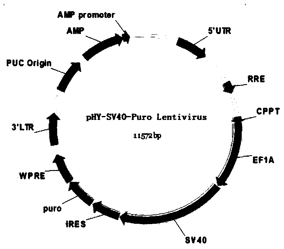 Method for constructing immortalized pork liver stellate cell line, immortalized pork liver stellate cell line and application thereof