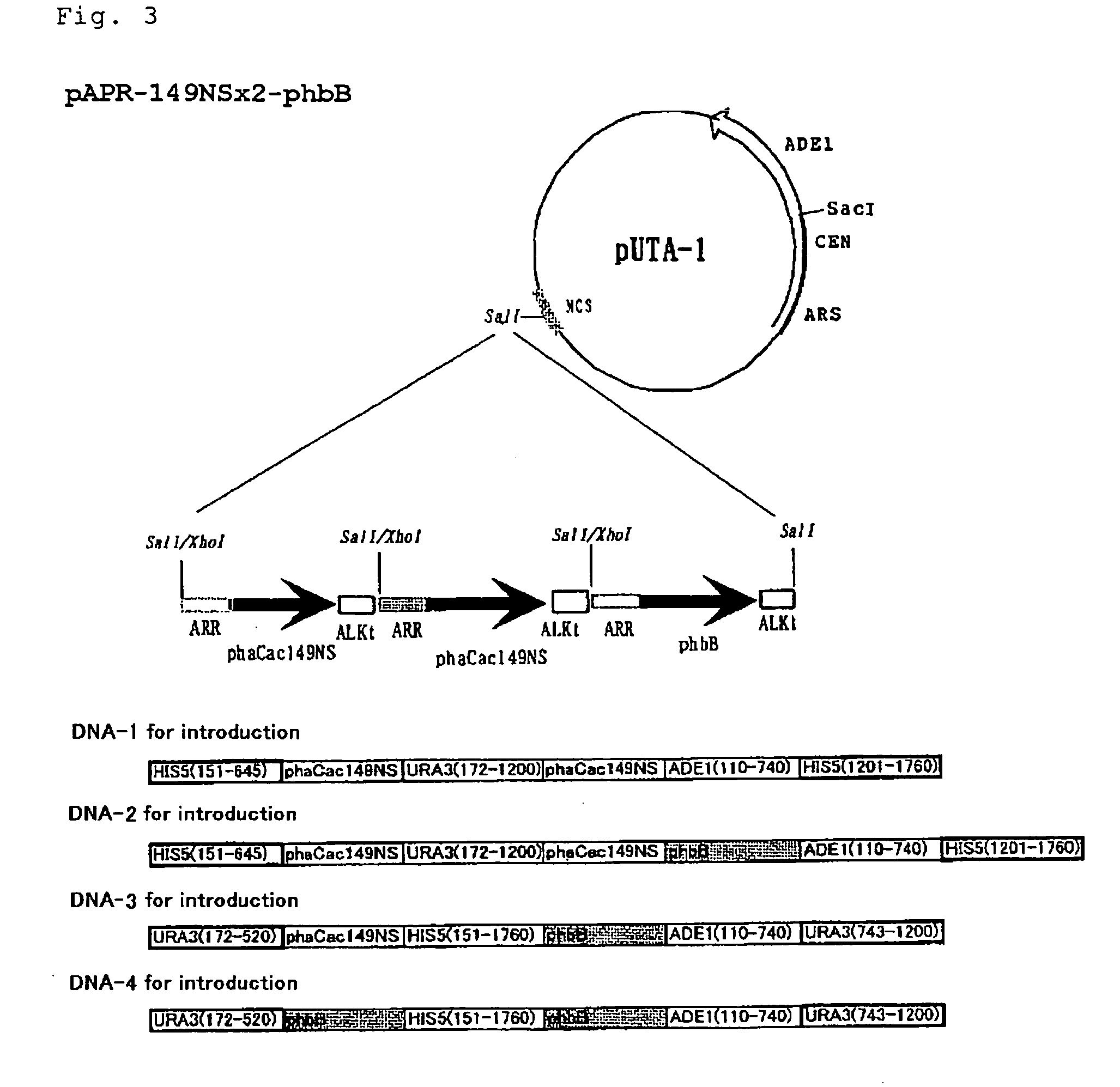 Novel Transformant and Process for Producing Polyester Using the Same