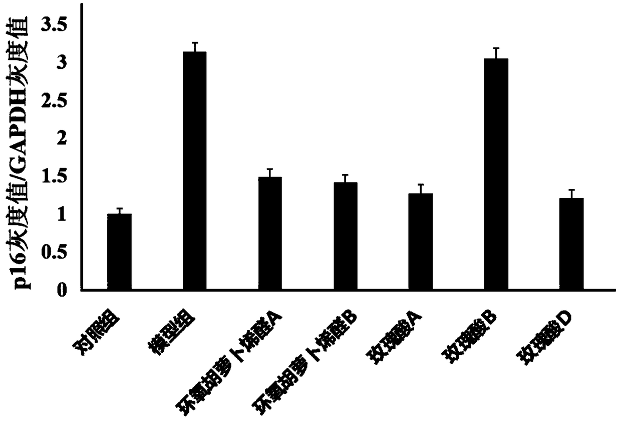 Application of rose acid A in anti-senescence of hematopoietic stem cells