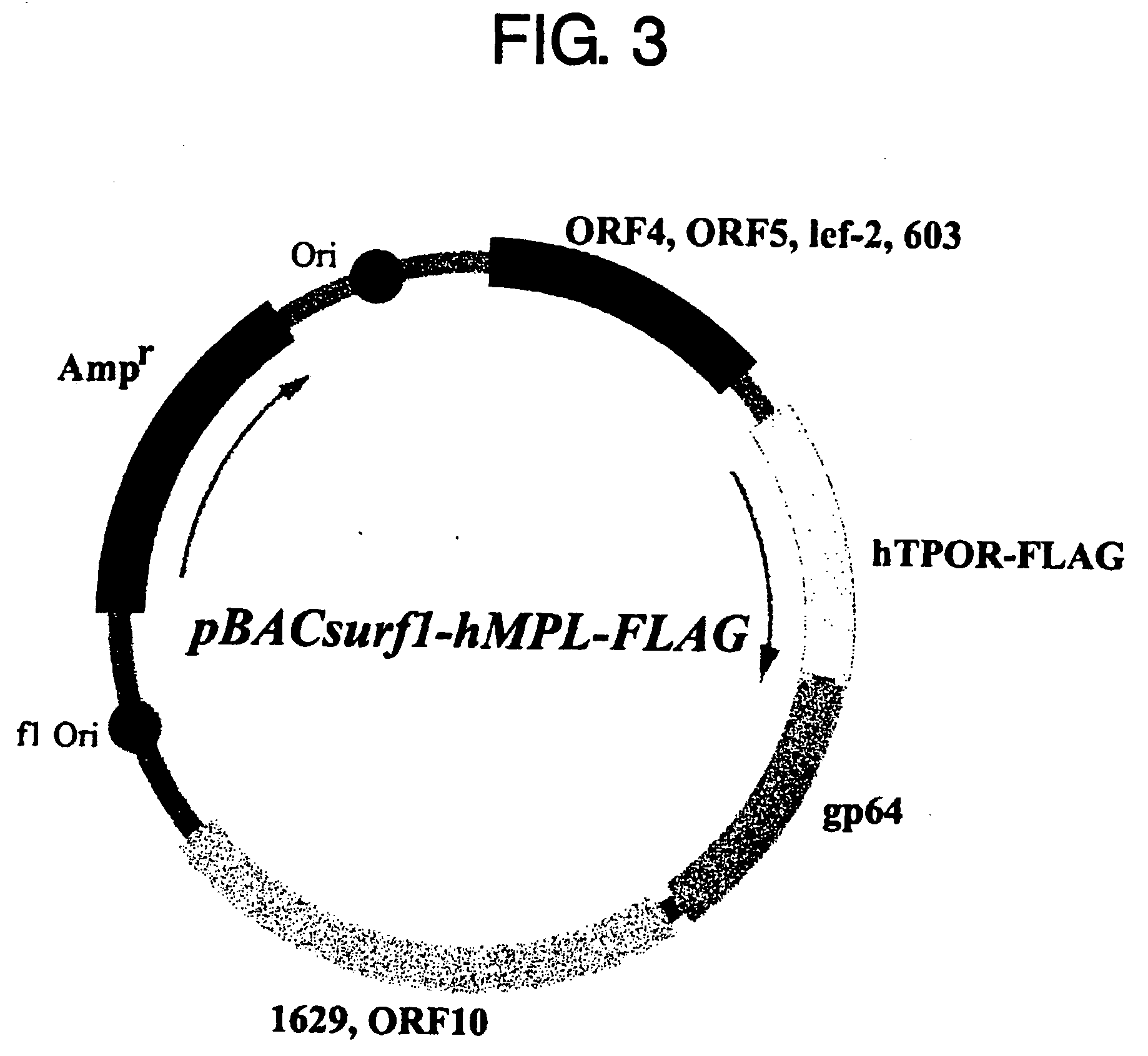 Ligand having agonistic activity to mutated receptor