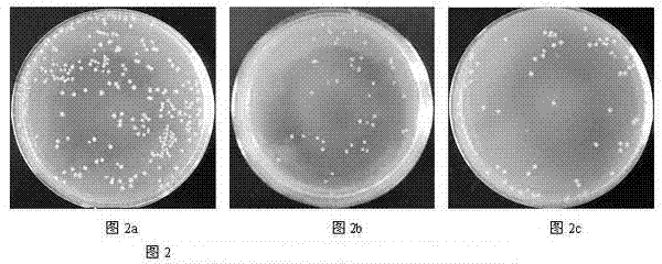 Bacteriostatic agent