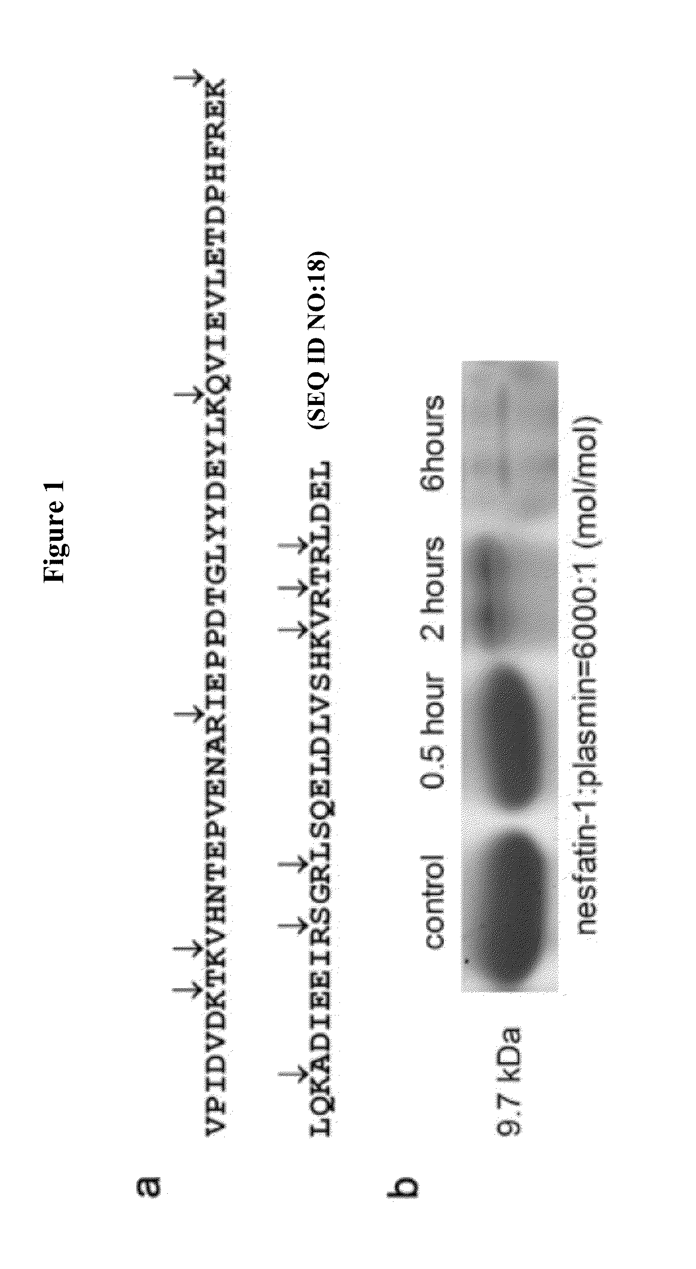 Plasma Anti-diabetic NUCB2 peptide (pladin) and uses thereof