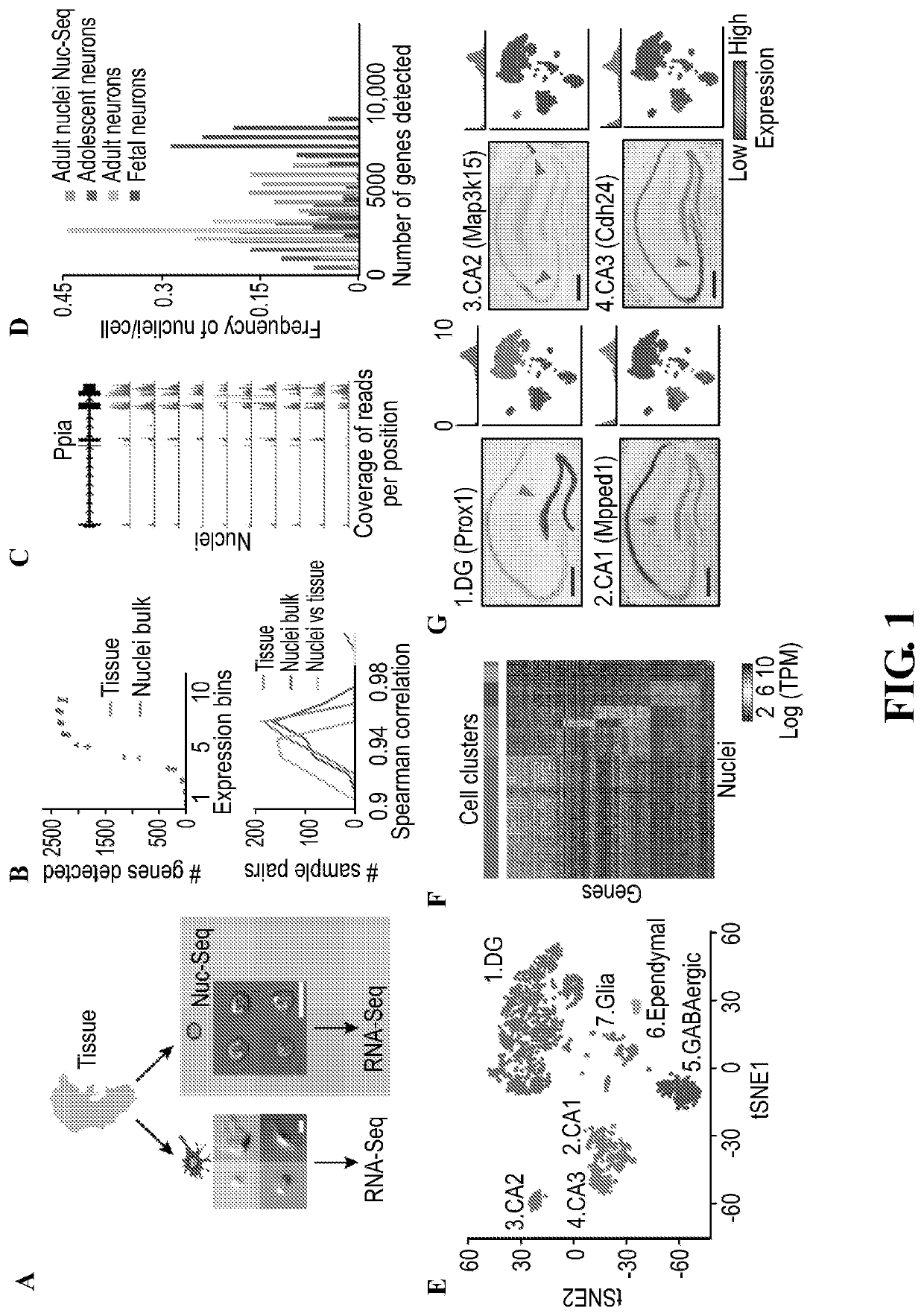 Methods for determining spatial and temporal gene expression dynamics during adult neurogenesis in single cells