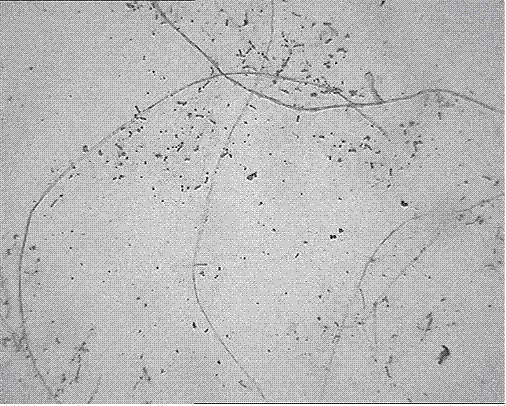Separation method of pteroceltis tatarinowii fiber