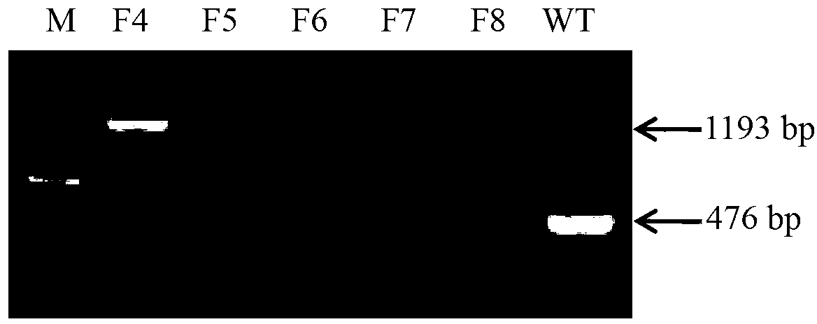 Green fluorescent protein marked recombinant swine fever virus,?its rescue method and application