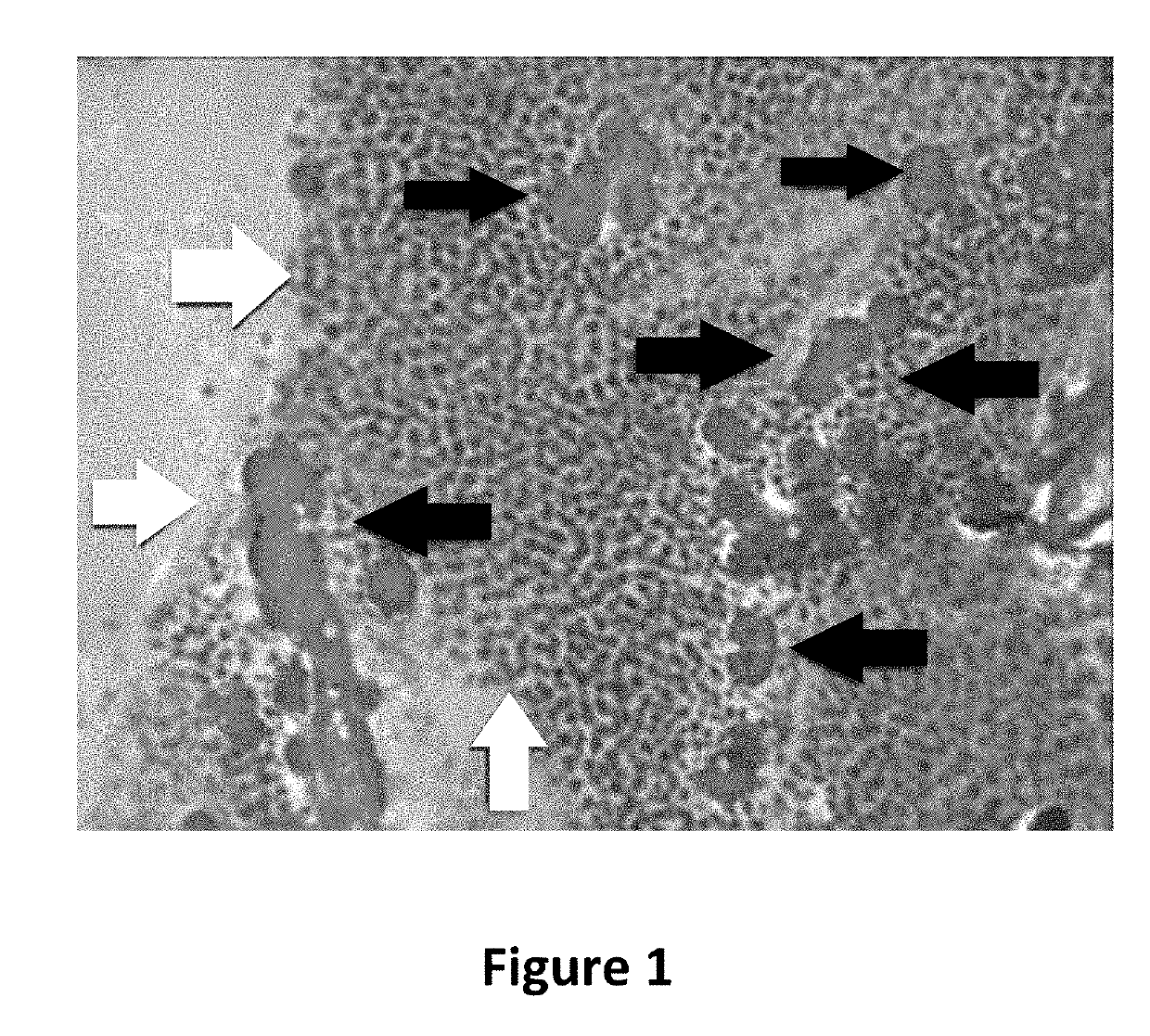 Protocol for the cryopreservation of high-viscosity biological samples