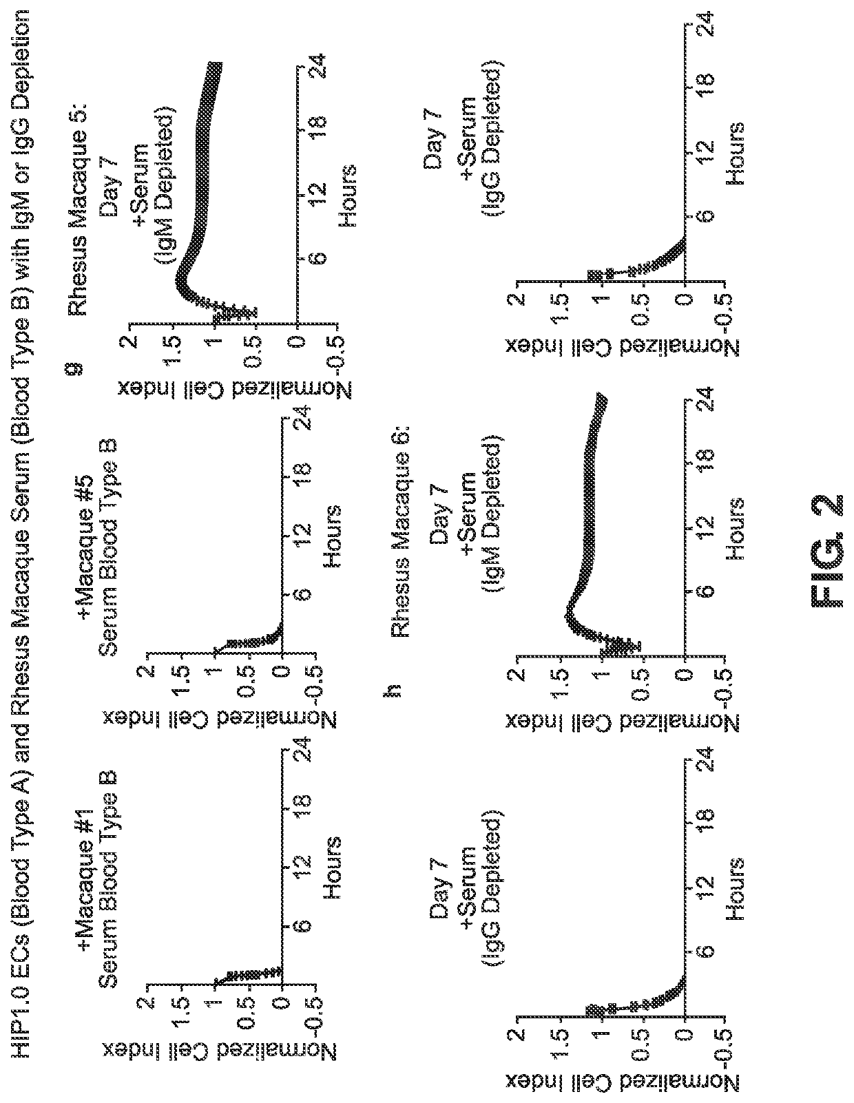 BLOOD TYPE O Rh- HYPO-IMMUNOGENIC PLURIPOTENT CELLS