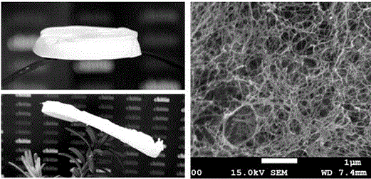 Preparation method of electronegative chitin nanofiber hydrogel and aerogel