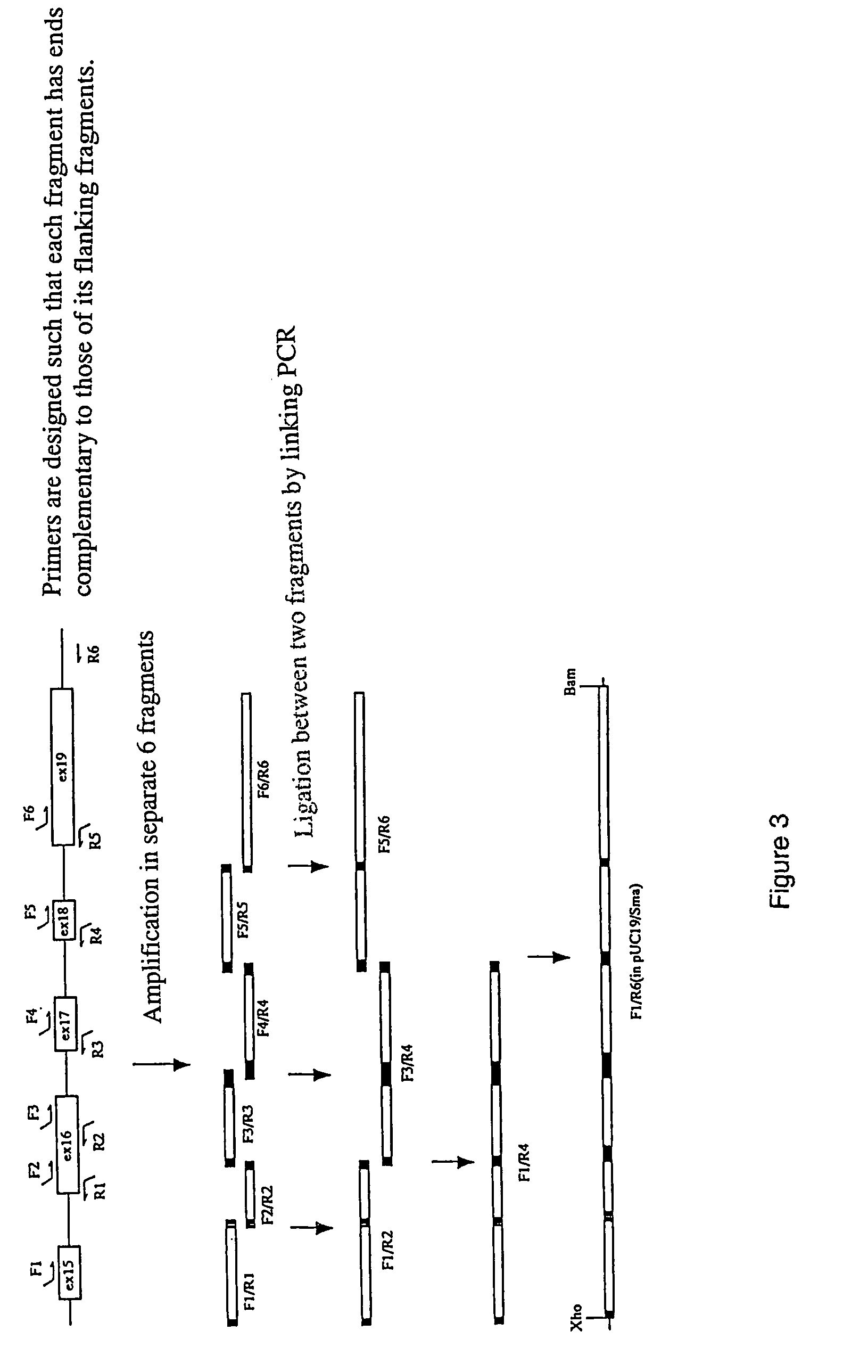 Method of elevating photosynthesis speed of plant by improving pyruvate phosphate dikinase