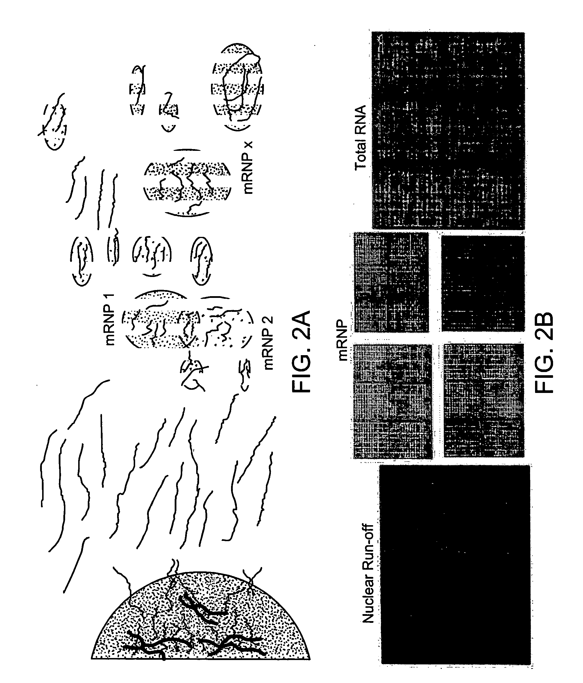 Methods for identifying functionally related genes and drug targets
