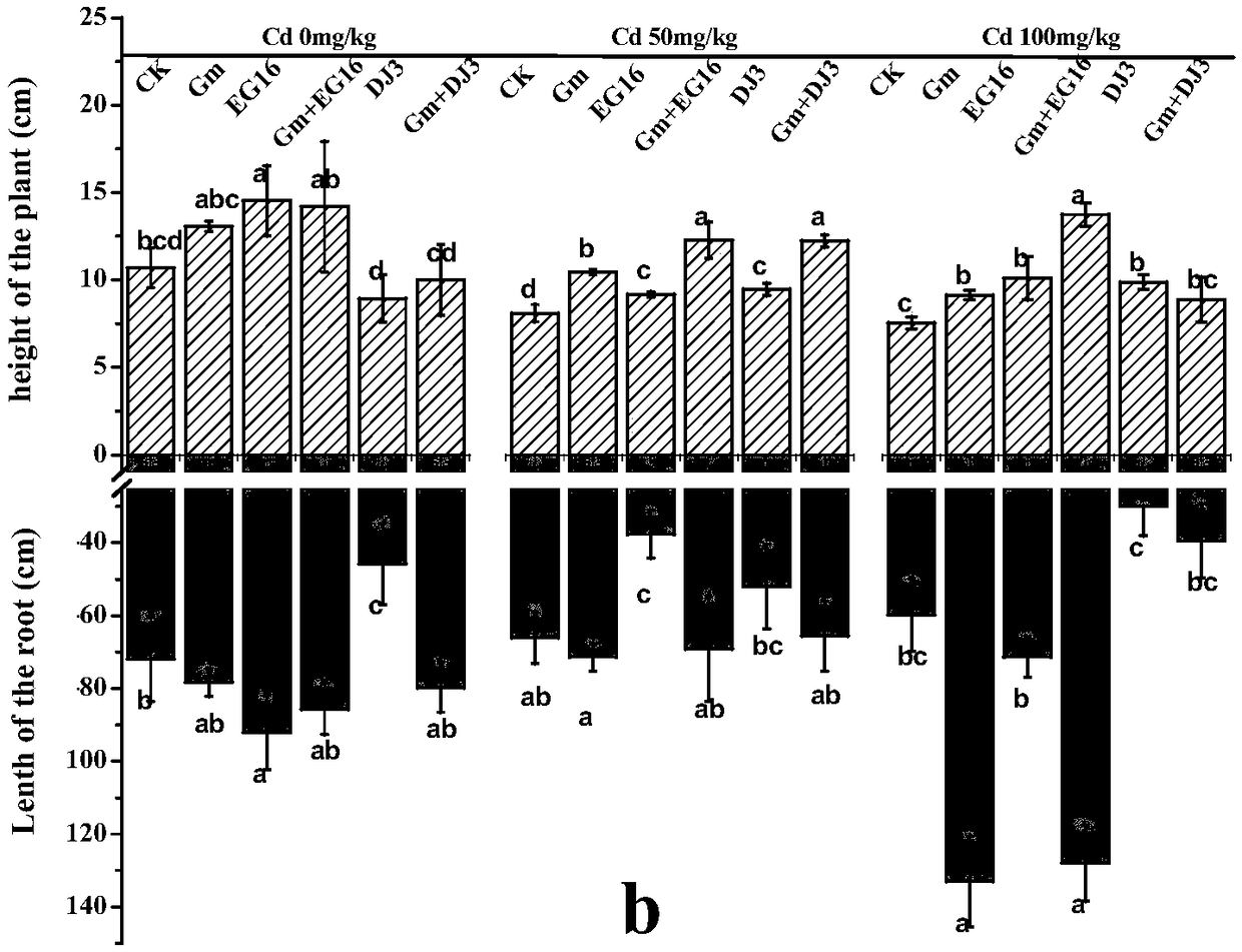 Method for improving cadmium resistance of tomatoes