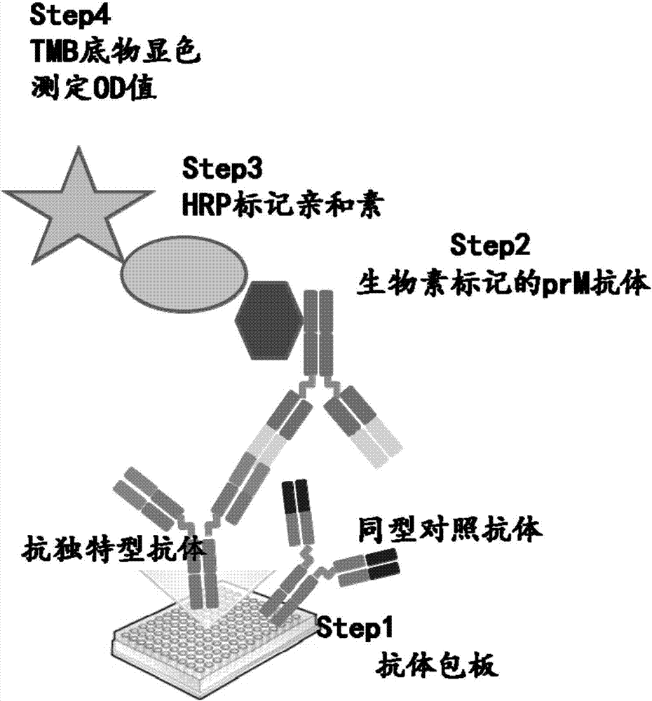 Anti-idiotype antibody detection method