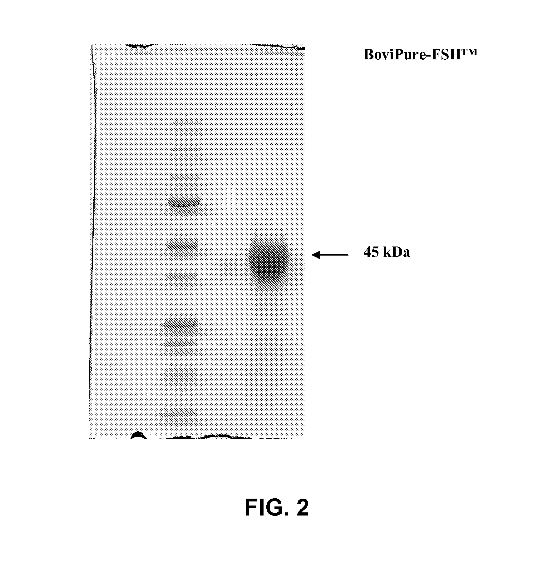 Methods for inducing superovulation in ungulates