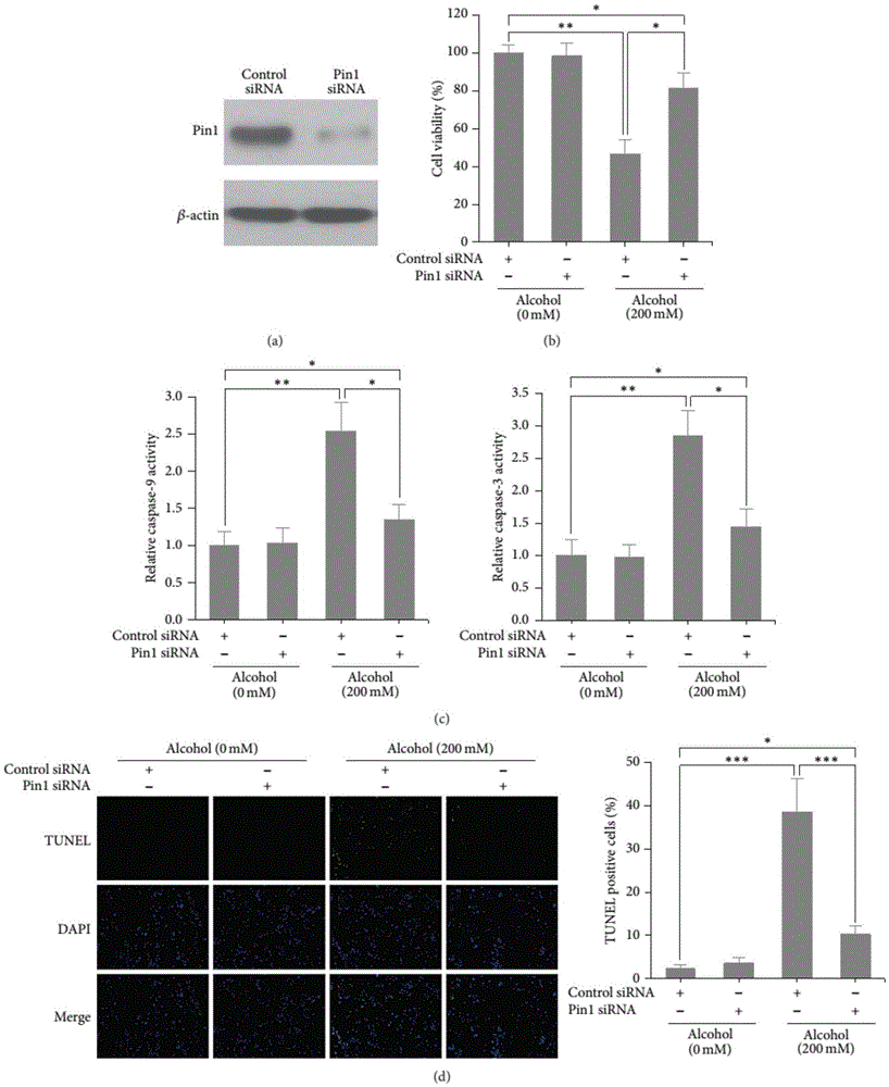 Application of Pin1 siRNA in preparation of targeted medicine for treating alcoholic cardiomyopathy