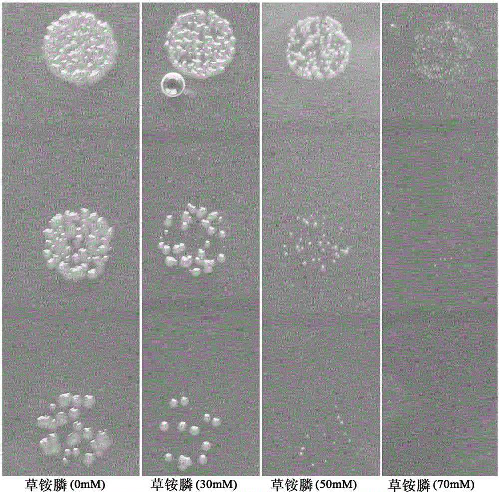 Achromobacter xylosoxidans glutamine synthetase gene and application thereof