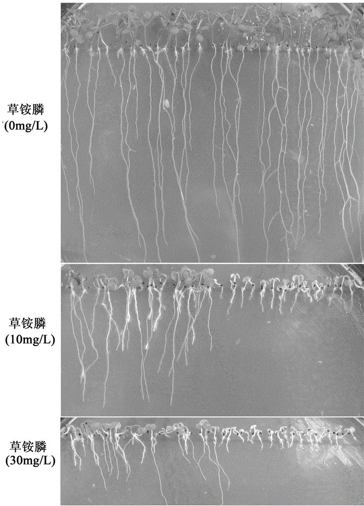 Achromobacter xylosoxidans glutamine synthetase gene and application thereof