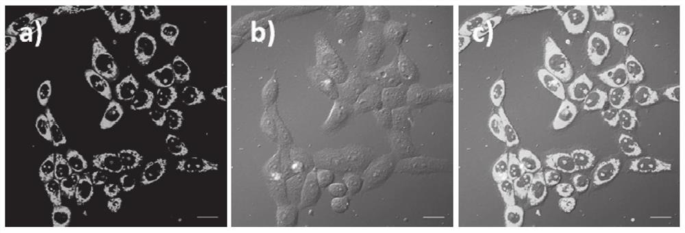 RNA fluorescent probe for quickly distinguishing cancer from normal tissues by utilizing morphological changes of nucleolus