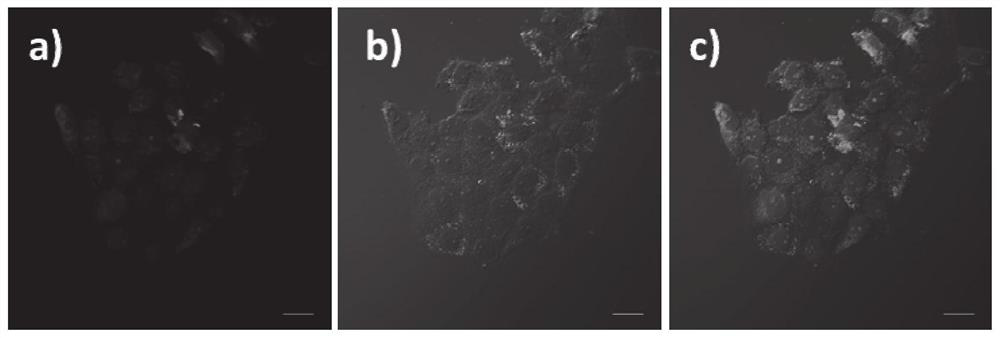 RNA fluorescent probe for quickly distinguishing cancer from normal tissues by utilizing morphological changes of nucleolus