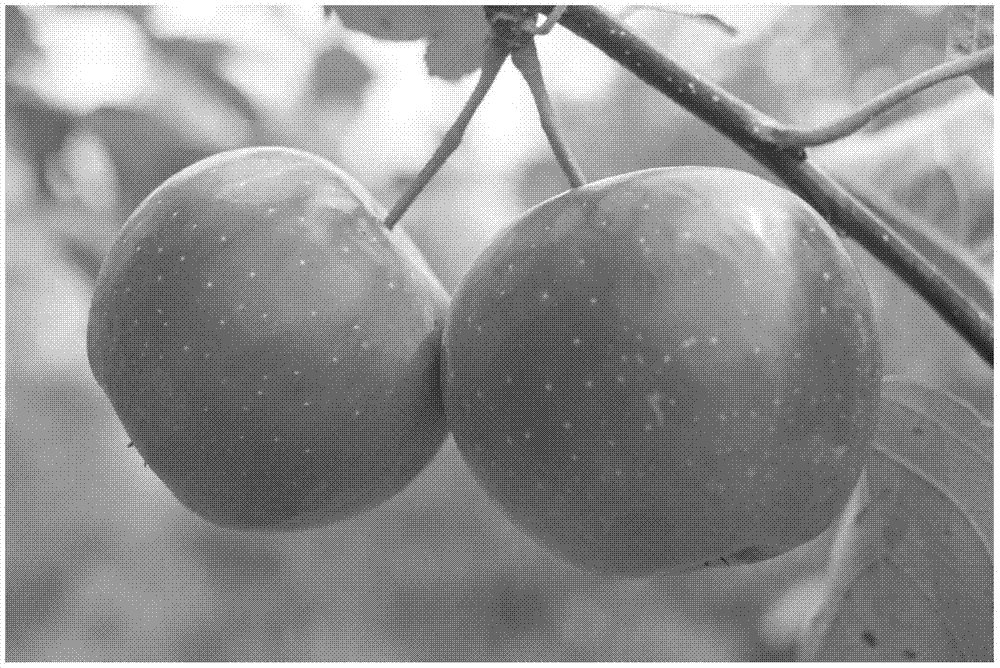 Multi-source quality breeding method for fruit trees