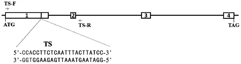 A method for changing the feeding property of silkworm and its application