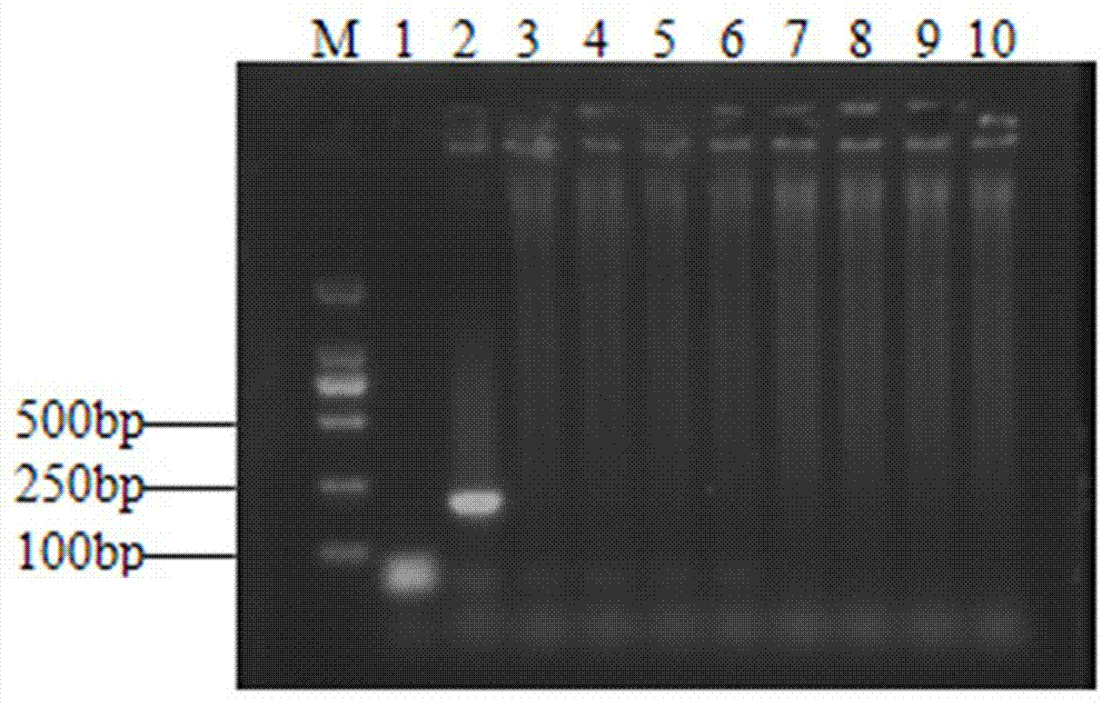 Enterobacter aerogenes specific PCR (polymerase chain reaction) detection primer