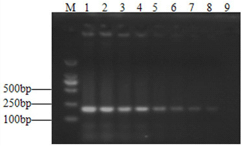 Enterobacter aerogenes specific PCR (polymerase chain reaction) detection primer