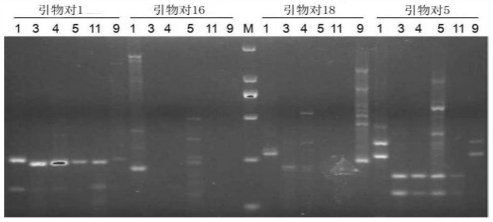 The ssr primer pair of persimmon anthracnose based on the genome of related species and its application