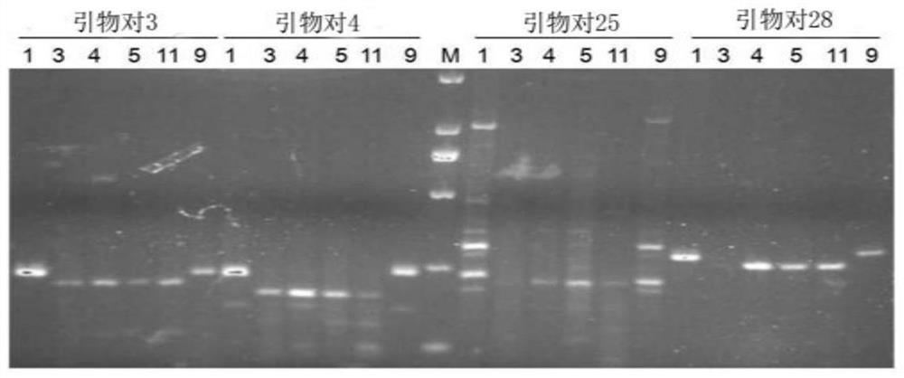 The ssr primer pair of persimmon anthracnose based on the genome of related species and its application