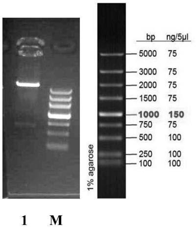 A kind of multigene recombinant chimeric antigen receptor molecule