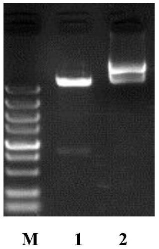 A kind of multigene recombinant chimeric antigen receptor molecule