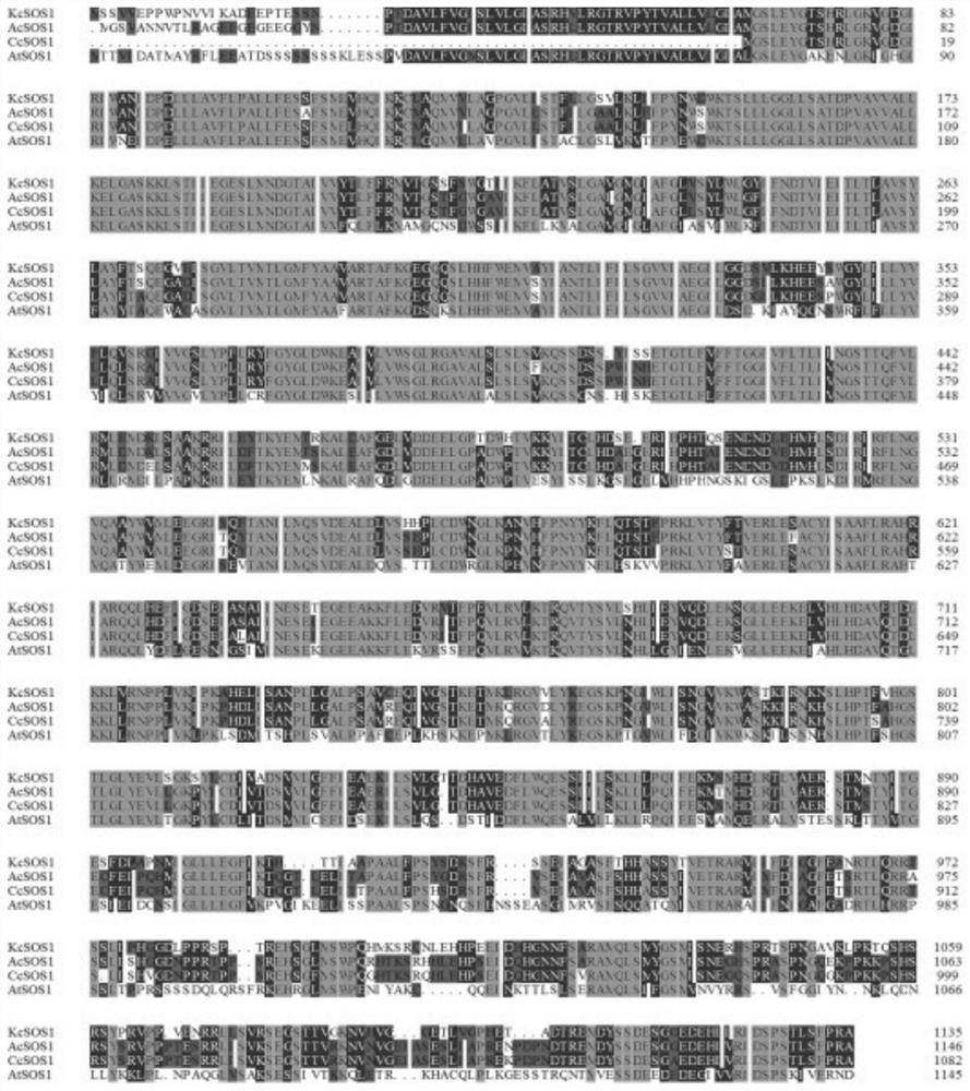 Huahuachai plasma membrane na  <sup>+</sup>  /H  <sup>+</sup> Antiporter and its coding gene and application